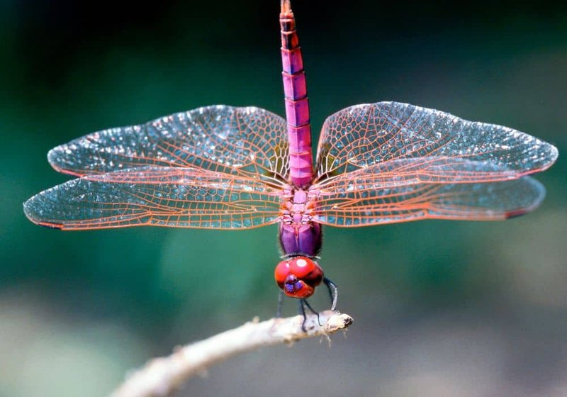 The Cultural Symbolism Of The Dragonfly
