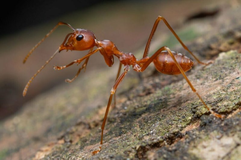 The Cultural Symbolism Of The Fire Ant