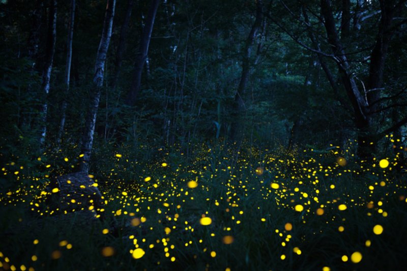 The Cultural Symbolism Of The Firefly