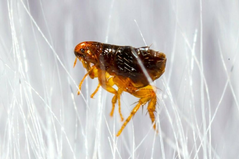The Cultural Symbolism Of The Flea