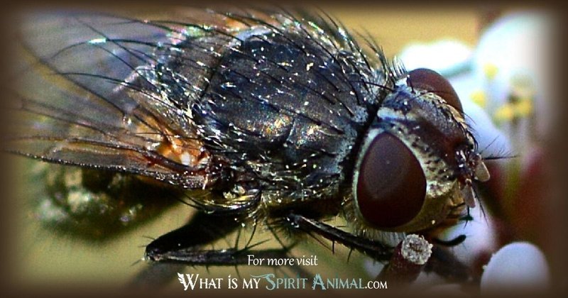The Cultural Symbolism Of The Fly