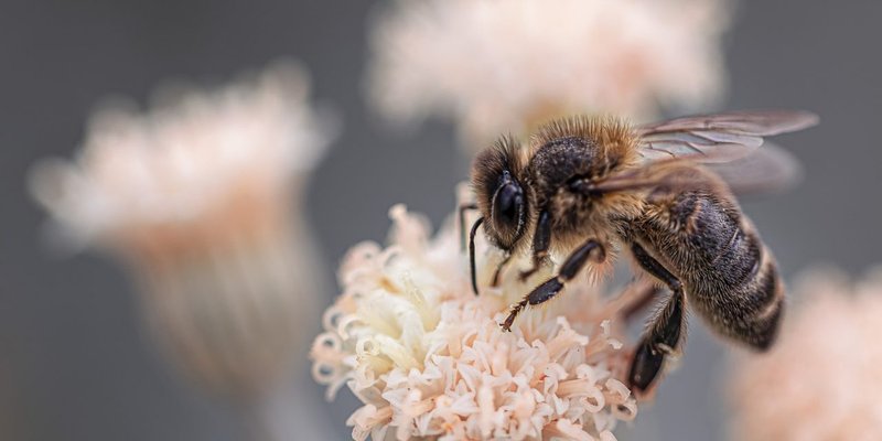 The Cultural Symbolism Of The Honey Bee