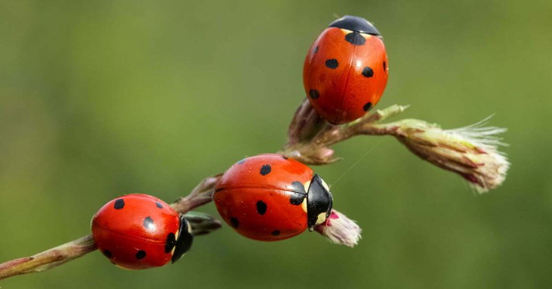 The Cultural Symbolism Of The Ladybug