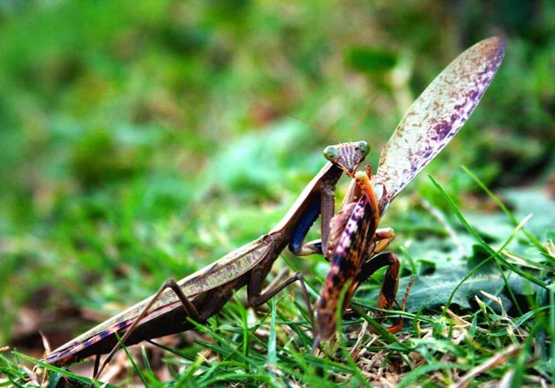 The Cultural Symbolism Of The Mantid