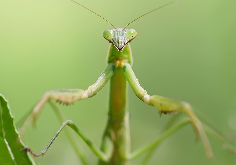 The Cultural Symbolism Of The Praying Mantis