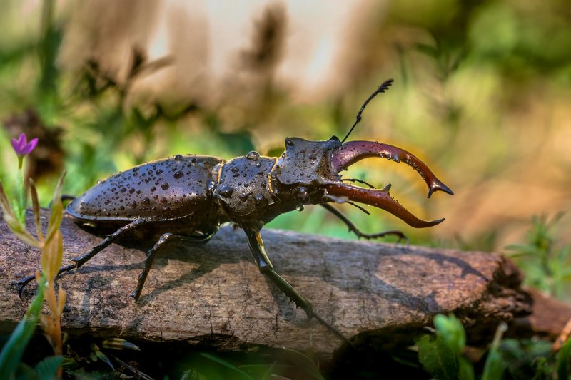 The Cultural Symbolism Of The Stag Beetle