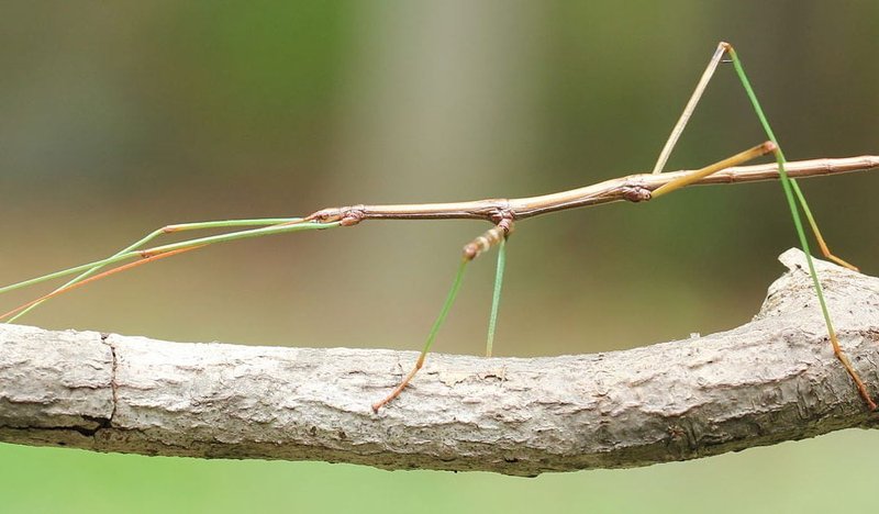 The Cultural Symbolism Of The Stick Insect