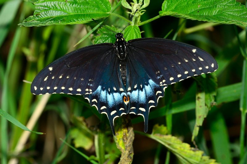 The Cultural Symbolism Of The Swallowtail Butterfly