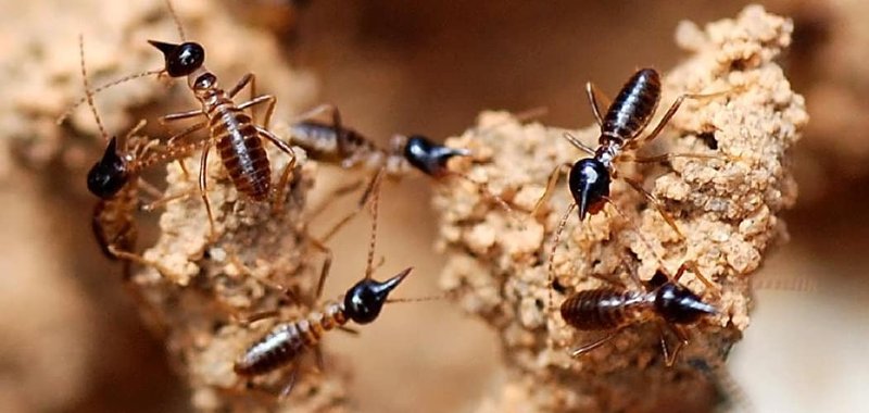 The Cultural Symbolism Of The Termite
