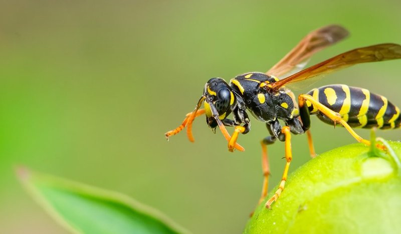 The Cultural Symbolism Of The Wasp