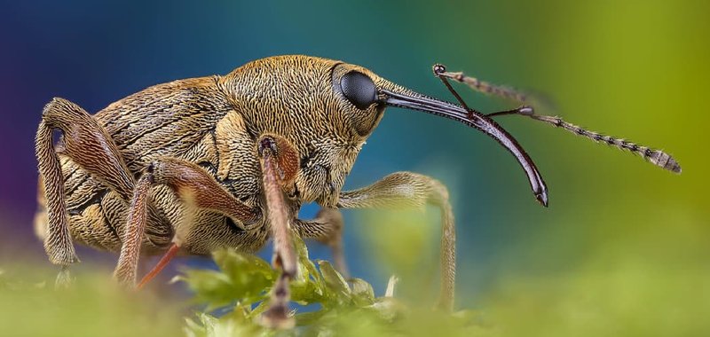 The Cultural Symbolism Of The Weevil