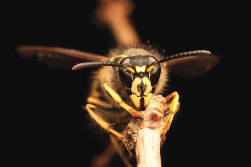 The Cultural Symbolism Of The Yellowjacket