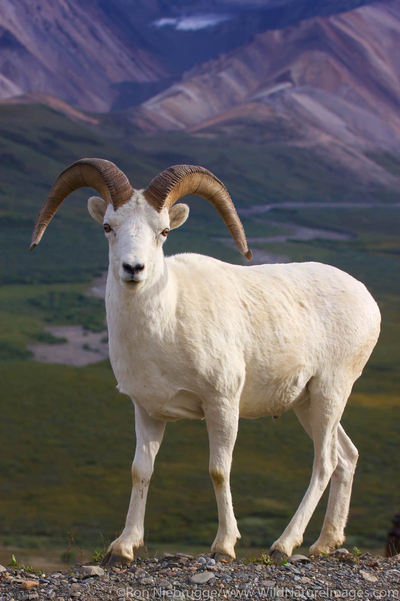 The Dall Sheep'S Role In Its Ecosystem