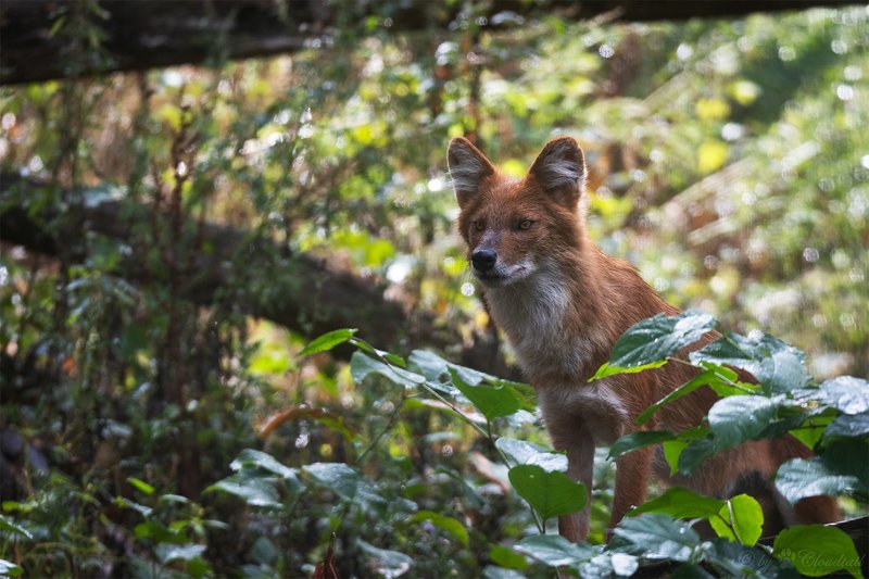 The Dhole'S Role In Its Ecosystem