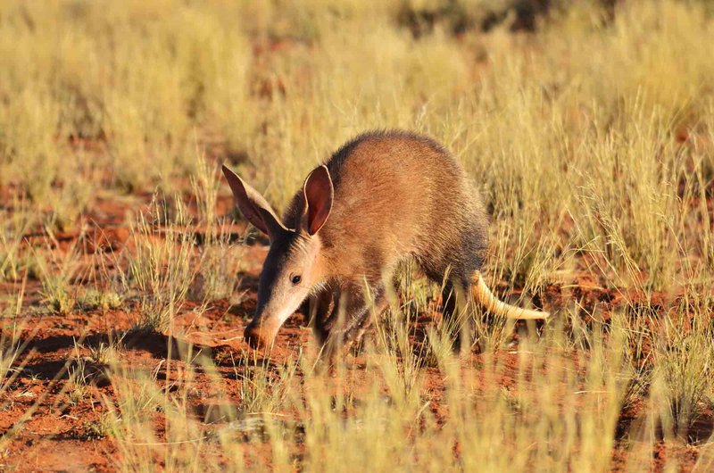 The Diet And Hunting Strategies Of The Aardvark