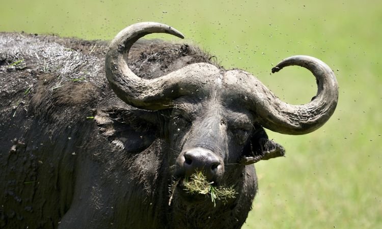 The Diet And Hunting Strategies Of The African Buffalo