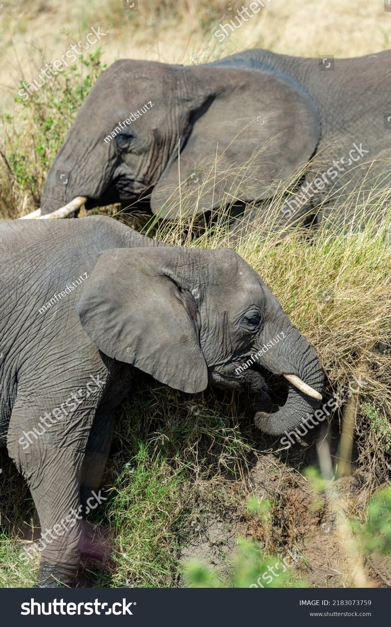 The Diet And Hunting Strategies Of The African Bush Elephant
