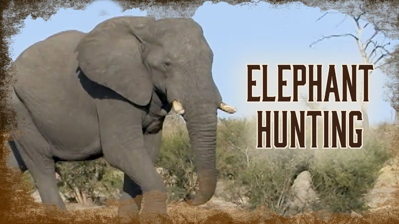 The Diet And Hunting Strategies Of The African Elephant