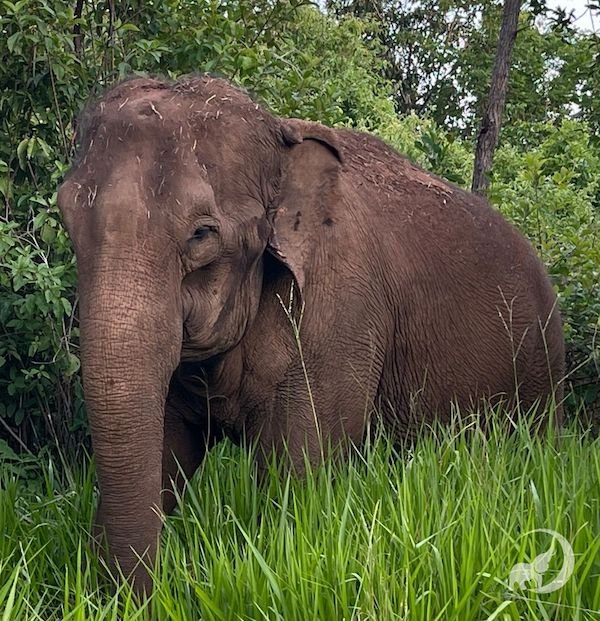 The Diet And Hunting Strategies Of The African Forest Elephant