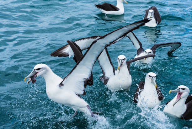 The Diet And Hunting Strategies Of The Albatross