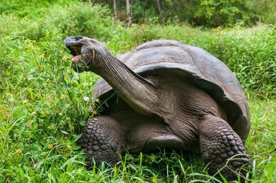 The Diet And Hunting Strategies Of The Aldabra Giant Tortoise