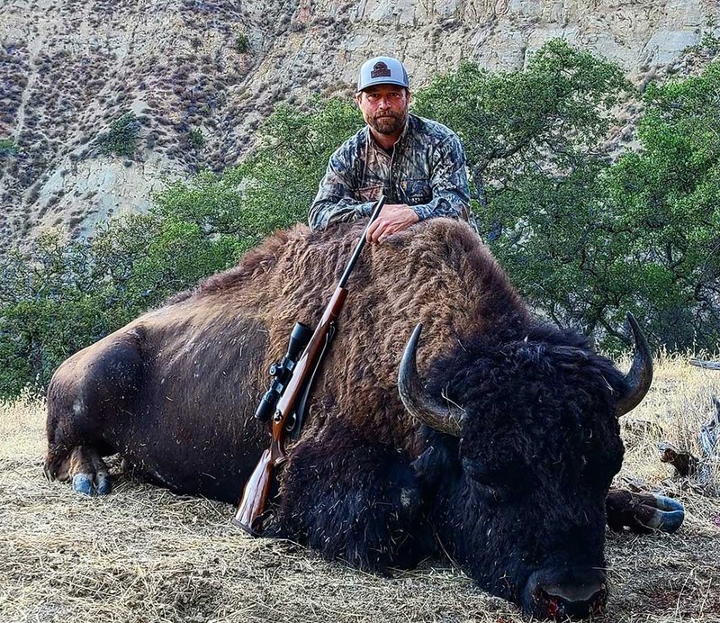 The Diet And Hunting Strategies Of The American Bison