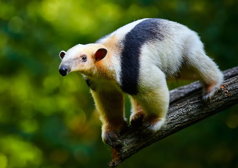 The Diet And Hunting Strategies Of The Anteater