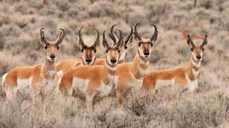 The Diet And Hunting Strategies Of The Antelope