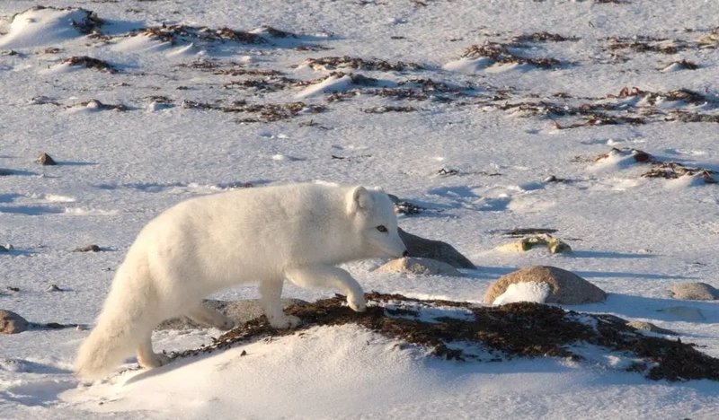 The Diet And Hunting Strategies Of The Arctic Fox
