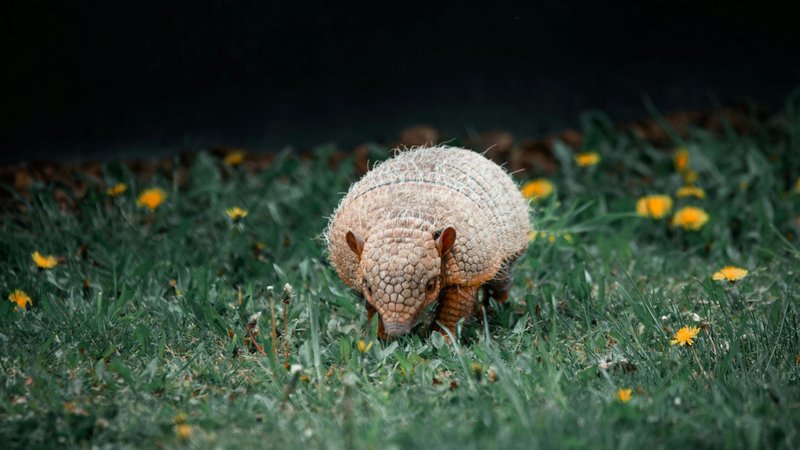 The Diet And Hunting Strategies Of The Armadillo