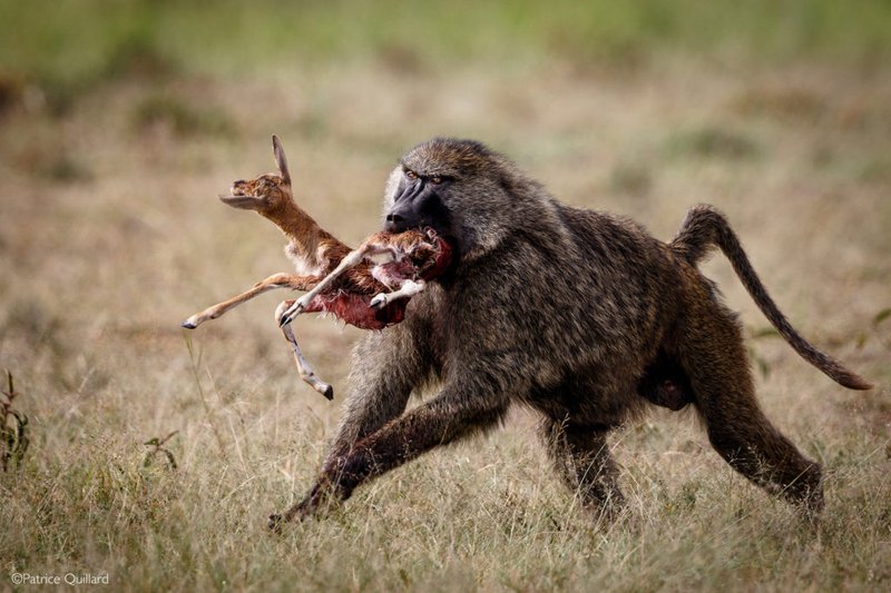 The Diet And Hunting Strategies Of The Baboon