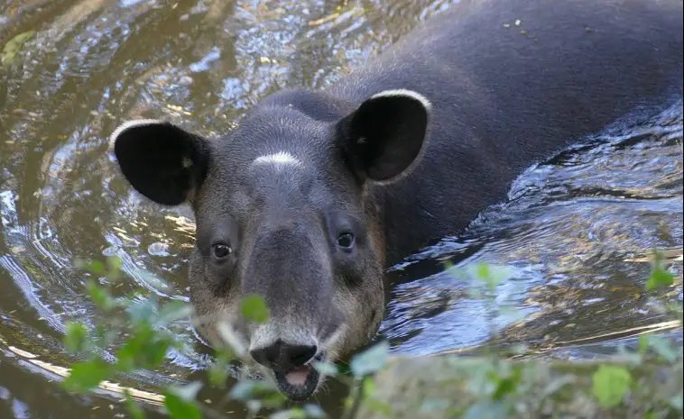 The Diet And Hunting Strategies Of The Baird'S Tapir