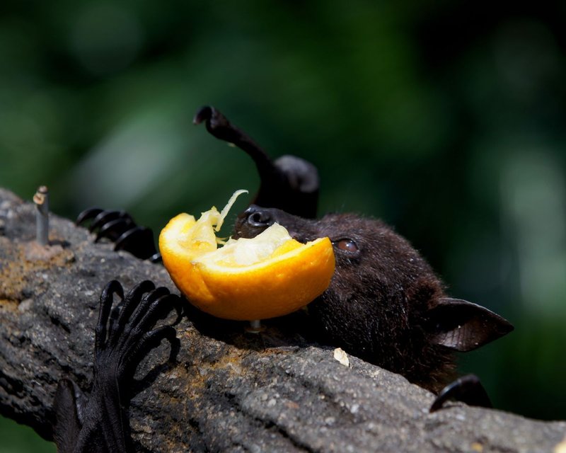 The Diet And Hunting Strategies Of The Bat