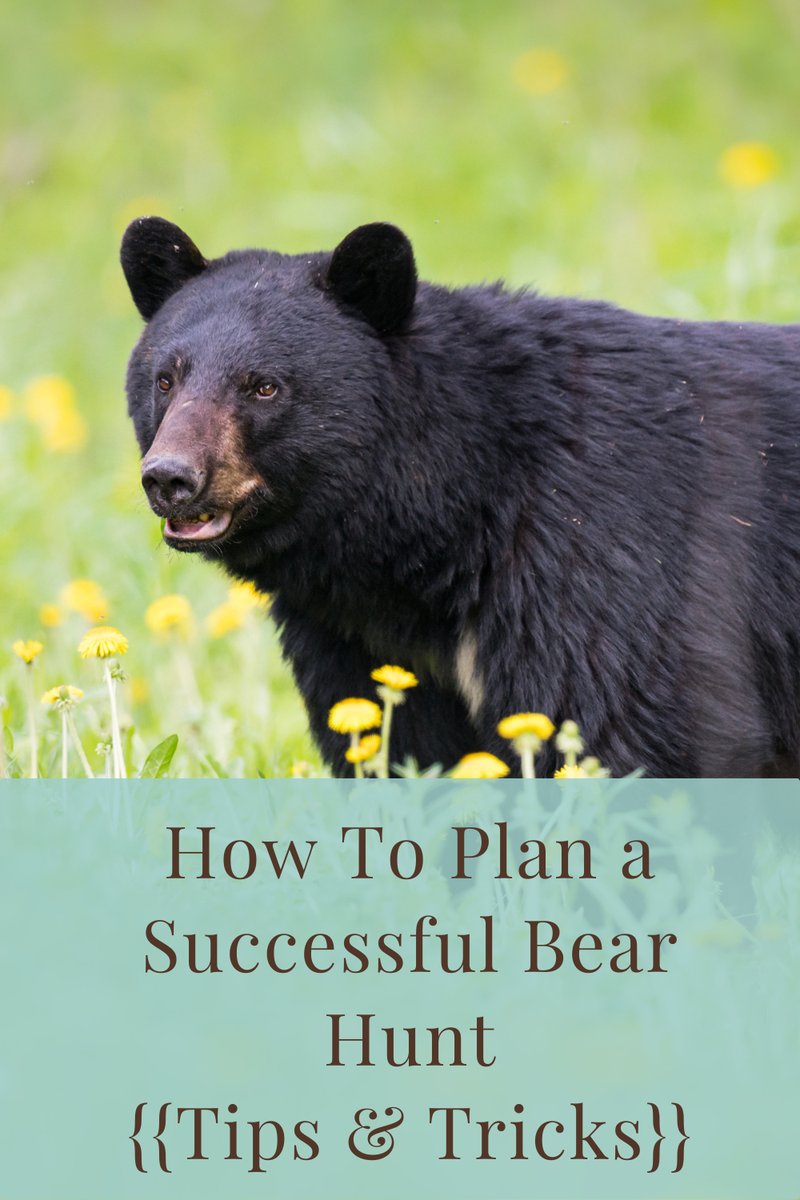 The Diet And Hunting Strategies Of The Bear