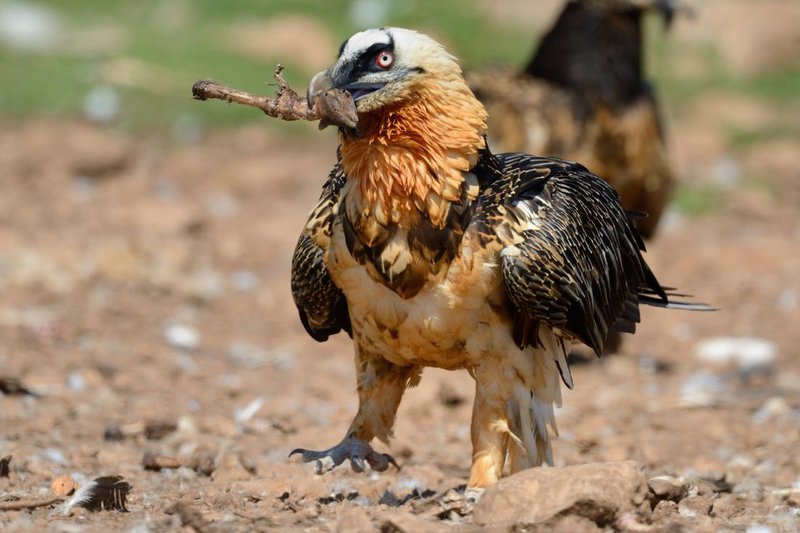 The Diet And Hunting Strategies Of The Bearded Vulture