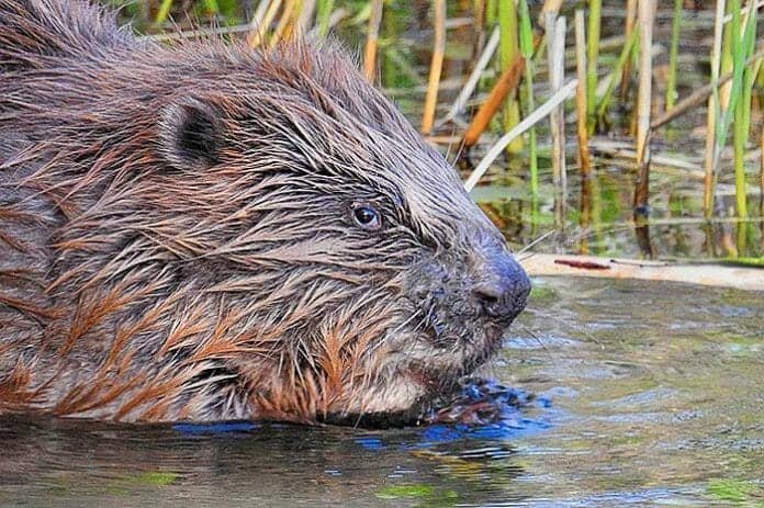 The Diet And Hunting Strategies Of The Beaver
