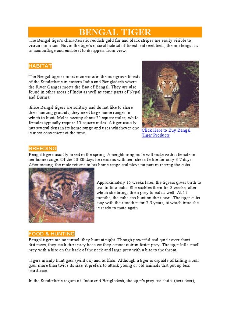The Diet And Hunting Strategies Of The Bengal Tiger