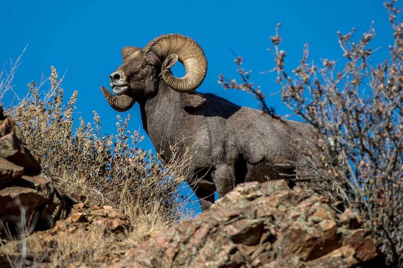 The Diet And Hunting Strategies Of The Bighorn Sheep