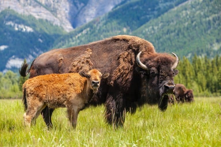 The Diet And Hunting Strategies Of The Bison