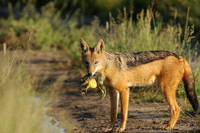 The Diet And Hunting Strategies Of The Black-Backed Jackal