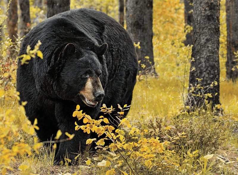 The Diet And Hunting Strategies Of The Black Bear