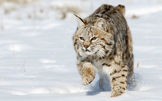 The Diet And Hunting Strategies Of The Bobcat