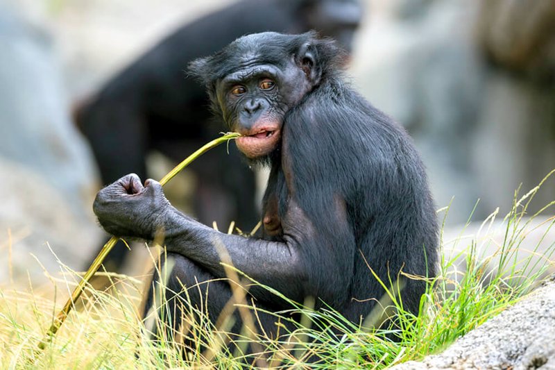 The Diet And Hunting Strategies Of The Bonobo