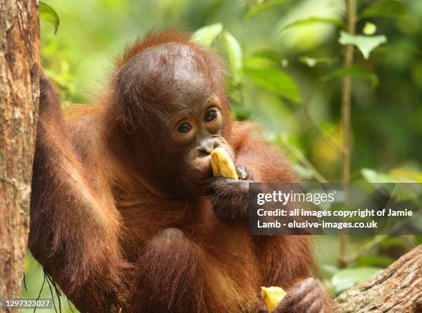 The Diet And Hunting Strategies Of The Bornean Orangutan