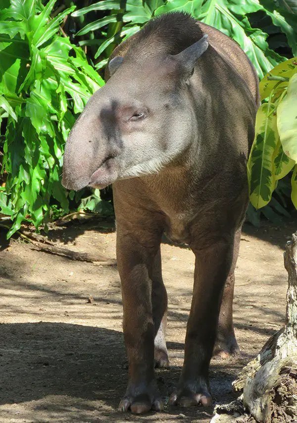 The Diet And Hunting Strategies Of The Brazilian Tapir