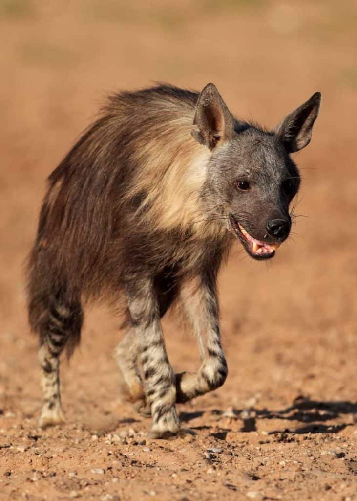 The Diet And Hunting Strategies Of The Brown Hyena