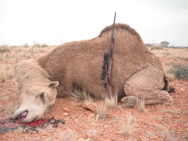 The Diet And Hunting Strategies Of The Camel
