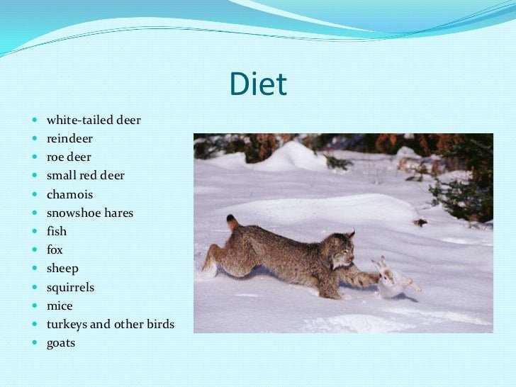 The Diet And Hunting Strategies Of The Canada Lynx