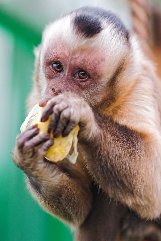 The Diet And Hunting Strategies Of The Capuchin Monkey