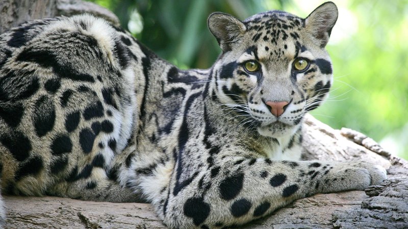 The Diet And Hunting Strategies Of The Clouded Leopard